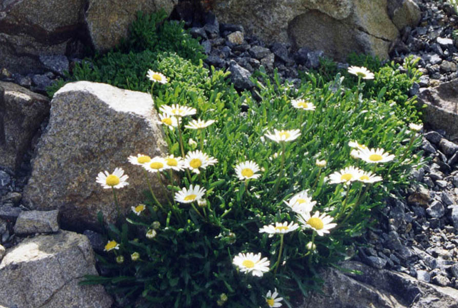 Leucanthemum atratum en fleurs sur des éboulis siliceux des Alpes orientales